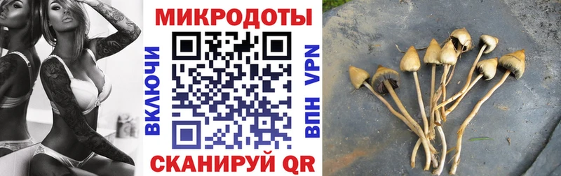 kraken зеркало  Донецк  Галлюциногенные грибы Psilocybe 